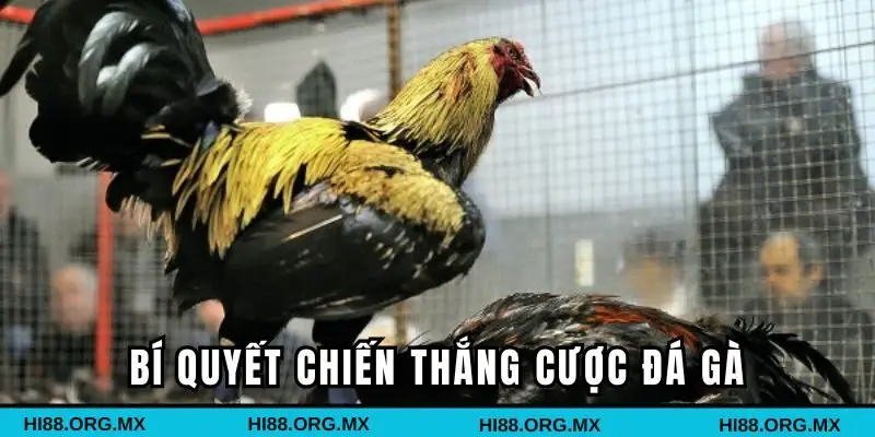 Các bí quyết chiến thắng cược đá gà trực tuyến
