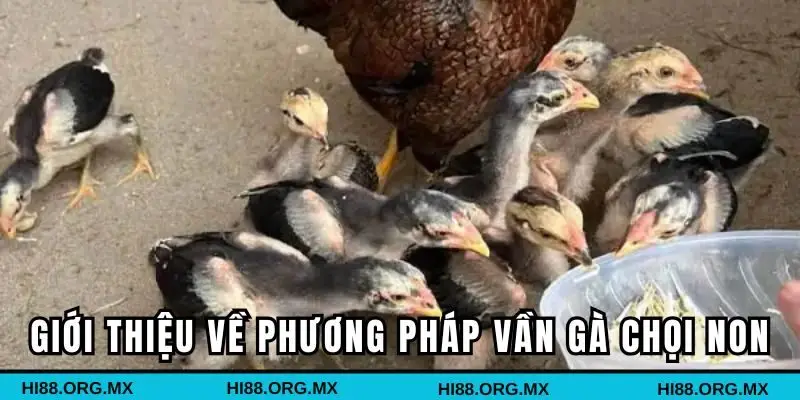 Giới thiệu đôi nét về phương pháp vần gà chọi non