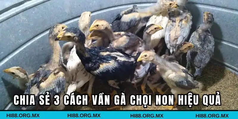 Chia sẻ 3 cách vần gà chọi non hiệu quả nhất
