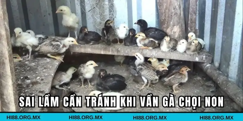 Những sai lầm cần tránh khi vần gà chọi non