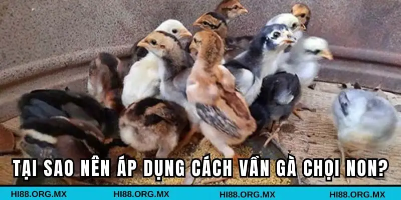 Tại sao nên áp dụng cách vần gà chọi non?