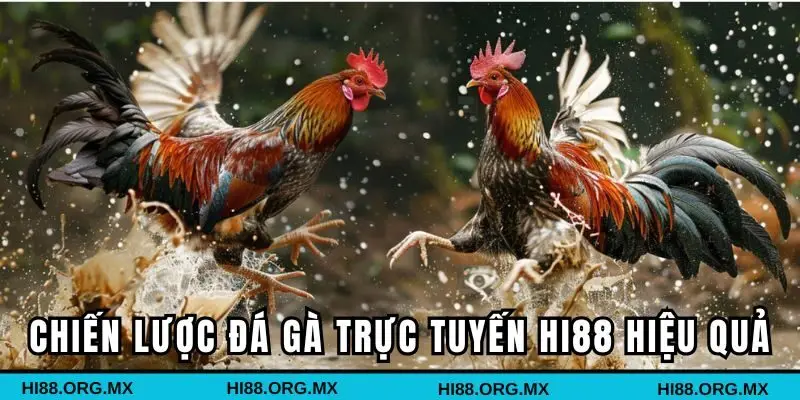 Các mẹo và chiến lược đá gà trực tuyến HI88 hiệu quả