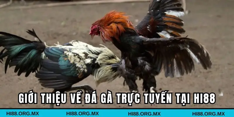 Giới thiệu vài nét về đá gà trực tuyến tại HI88