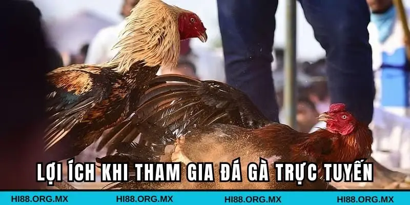 Những lợi ích khi tham gia đá gà ăn tiền trực tuyến HI88