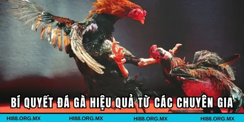 Chia sẻ bí quyết đá gà hiệu quả từ các chuyên gia