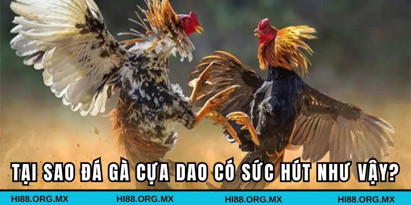 Tại sao các trận đấu gà cựa dao có sức hút như vậy?