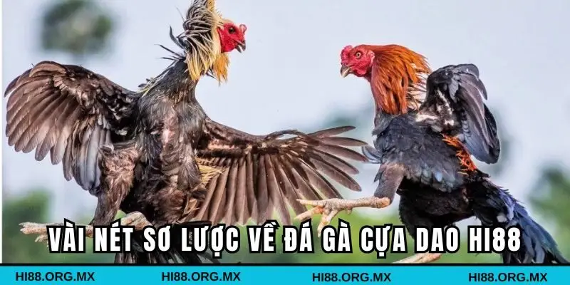 Vài nét sơ lược về đá gà cựa dao HI88