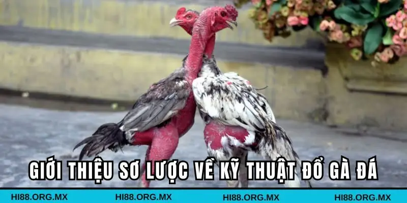 Giới thiệu sơ lược về kỹ thuật đổ gà đá
