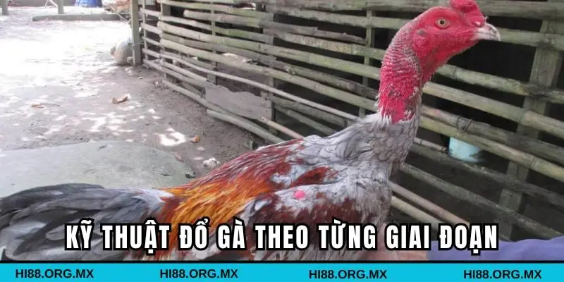 Kỹ thuật đổ gà theo từng giai đoạn