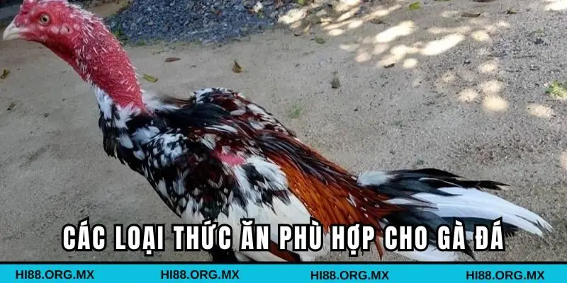 Các loại thức ăn phù hợp cho gà đá